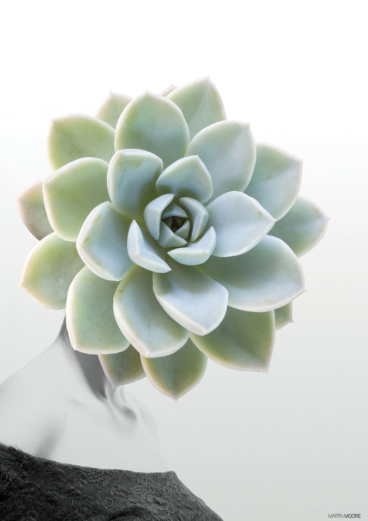 Succulent #1